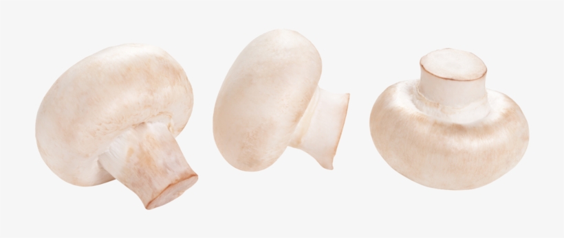 Storage Temperatures - Common Mushroom, transparent png