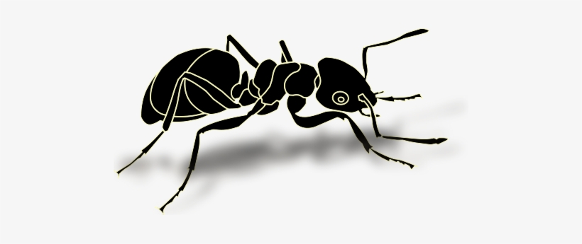 Ant Png Transparent Images - Transparent Ant, transparent png