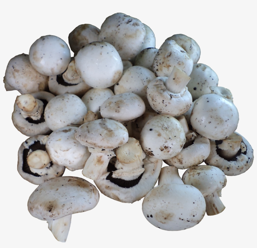 1) Mushrooms (button / Milky / Oyster / Shitake) - Champignon Mushroom, transparent png