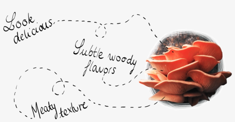 Tasty - Portable Network Graphics, transparent png