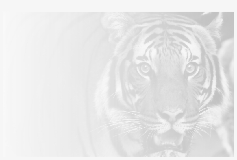 Current Hope High School Online Students Mascot - Tiger Roar Tablet - Ipad Mini 1 And 2 (vertical), transparent png