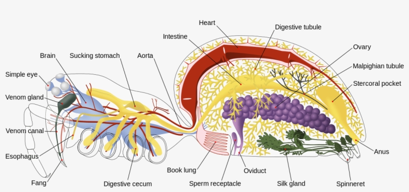 1200px Spider Internal Anatomy En - Anatomy Of A Spider, transparent png
