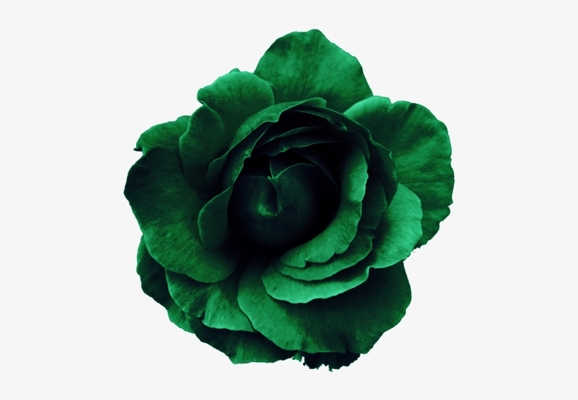 Flower Rose Green - Png Flower, transparent png