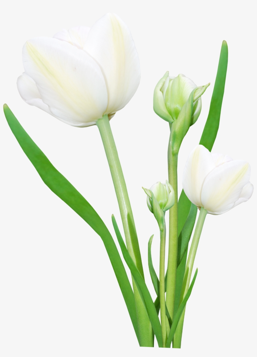 Bouquet Flowers Png - Flowers Png, transparent png