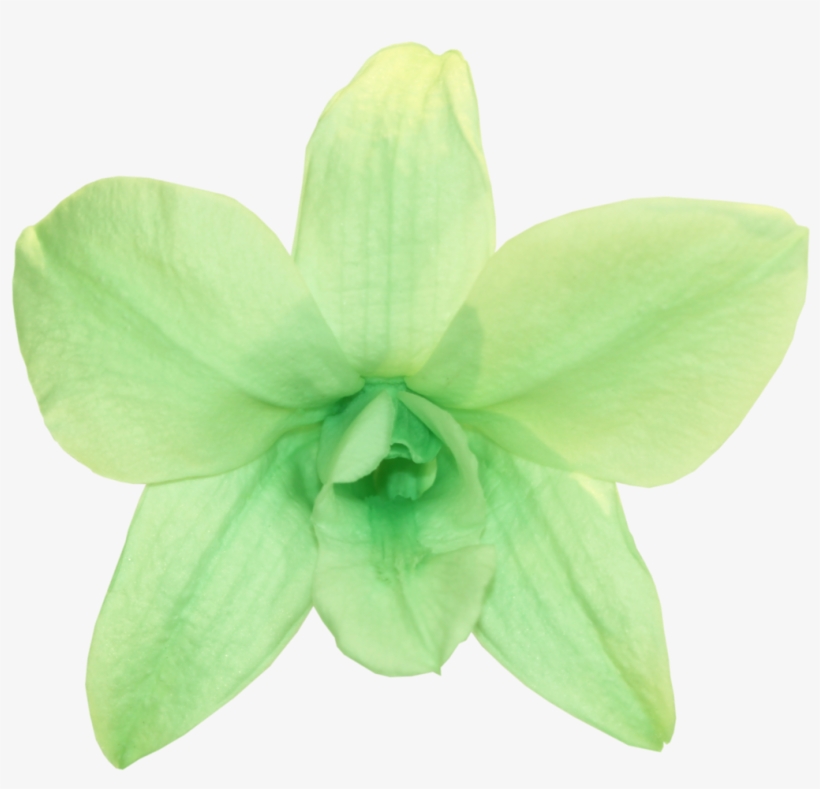 Orchid Dendrobium - Mint Green - Png Mint Green, transparent png
