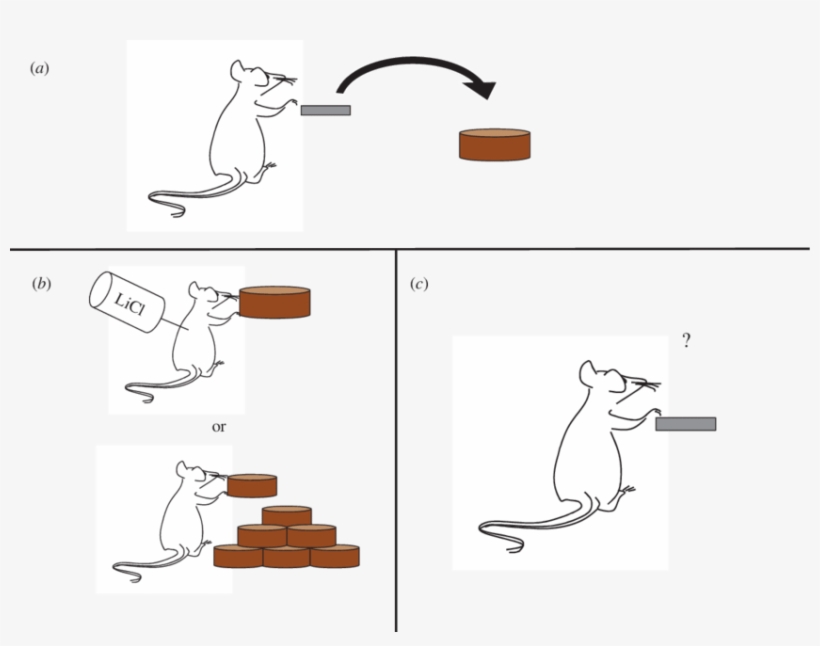 Animals Are Trained To Press A Level To Gain Food Pellets - Devaluation, transparent png