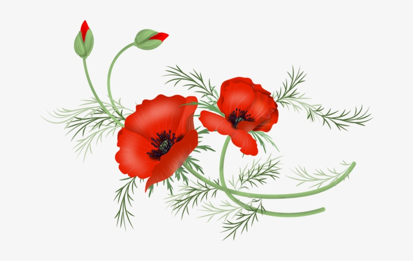 Vector Poppy Png - Library, transparent png