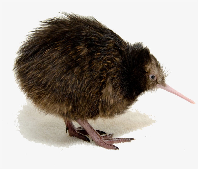 Kiwi Bird Png Clipart - North Island Brown Kiwi Transparent, transparent png
