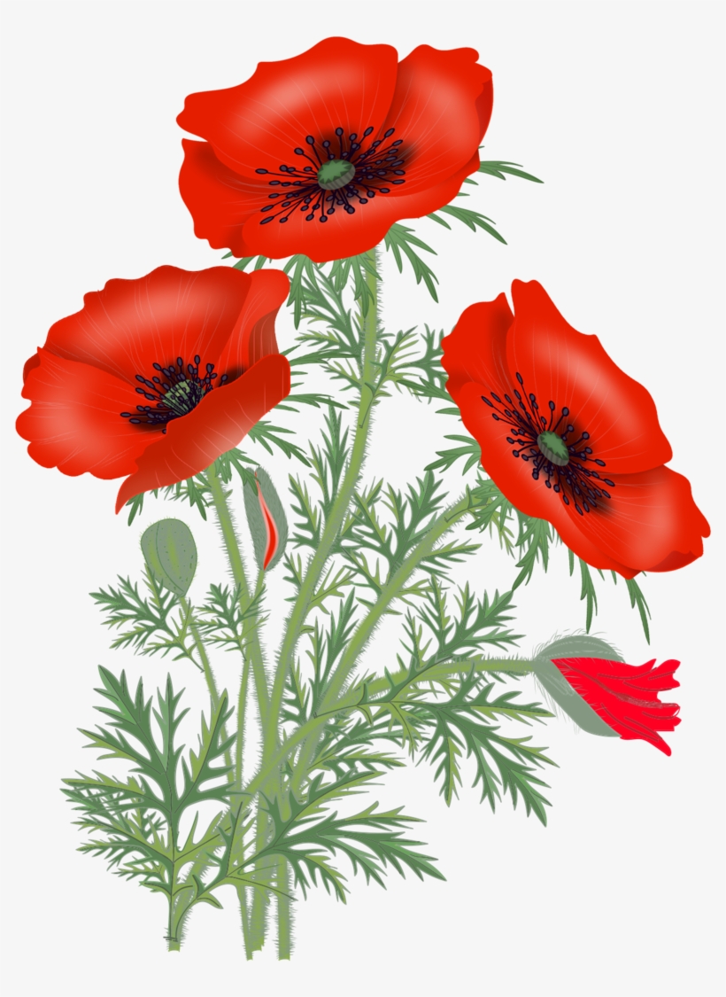 Red Poppies, Poppy Flowers, Flower Pictures, Flower - Red Poppy Flower Png, transparent png