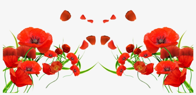 Forget Me Not Red Flowers, transparent png