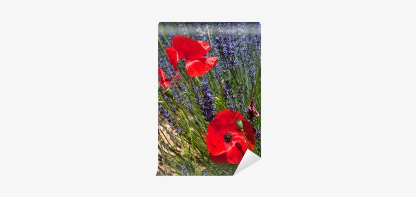 Corn Poppy, transparent png
