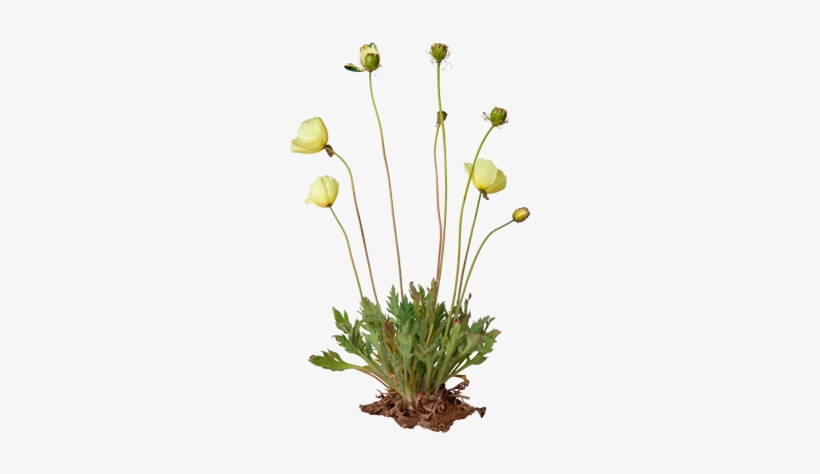 Arctic Poppy, transparent png