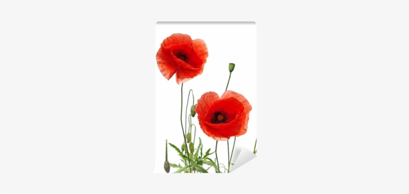 Red Poppies Isolated On White Greeting Card, transparent png