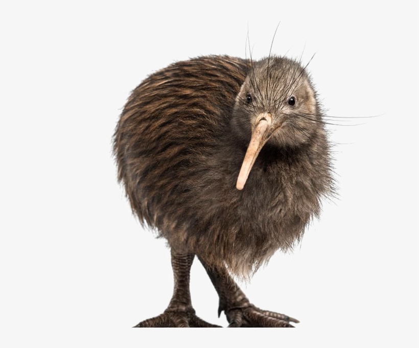 Kiwi Bird Transparent Background - Kiwi Bird White Background, transparent png