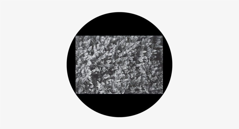 Moss B&w Gobo - Frost, transparent png