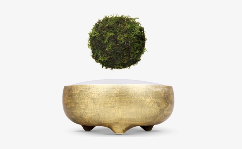 Hoshinchu Air Bonsai Garden - Bonsai, transparent png