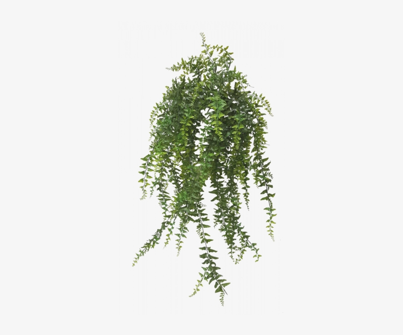 Rhapis Excelsa, transparent png