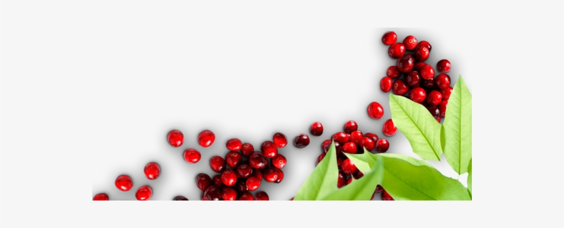 Browse Recipes - Lingonberry, transparent png