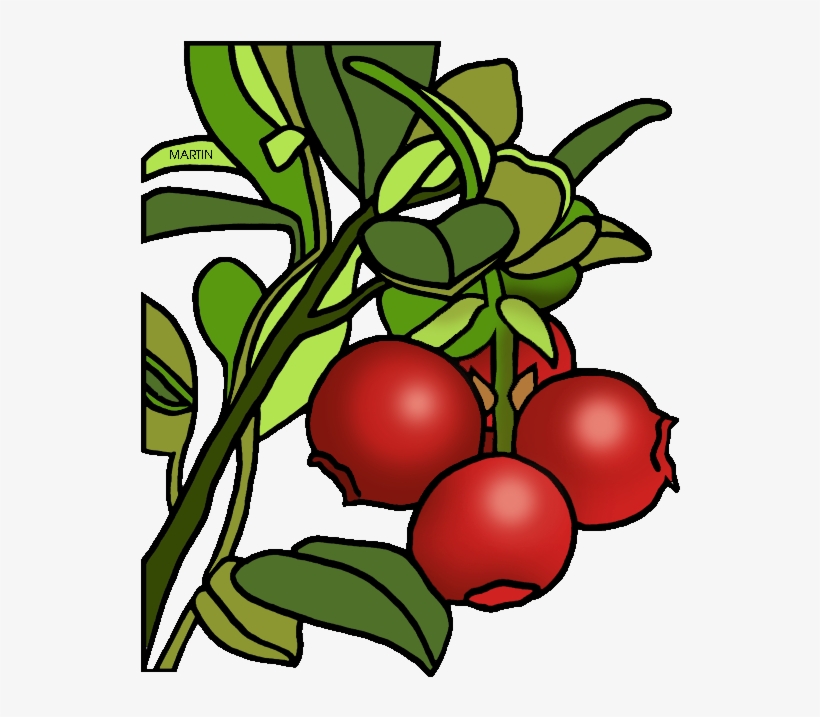 Cranberry Clipart Black And White Cranberry Sauce Clipart 557x648 PNG Download PNGkit