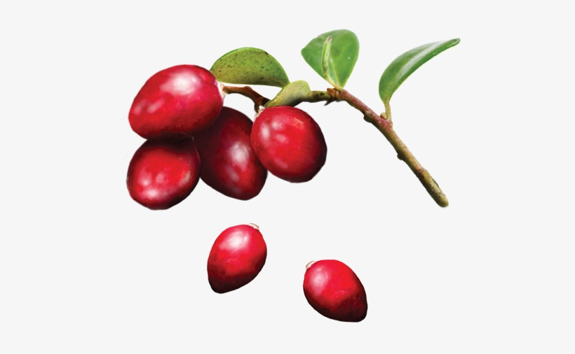 Search For - - Cranberry, transparent png