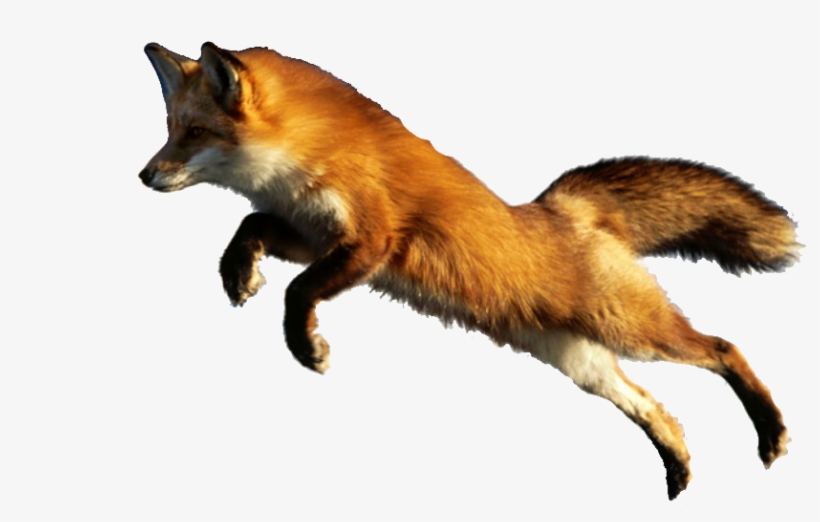 Publicado Por Rodriguez Patiño Jose Luis En - Beautiful Animal Lazy, transparent png