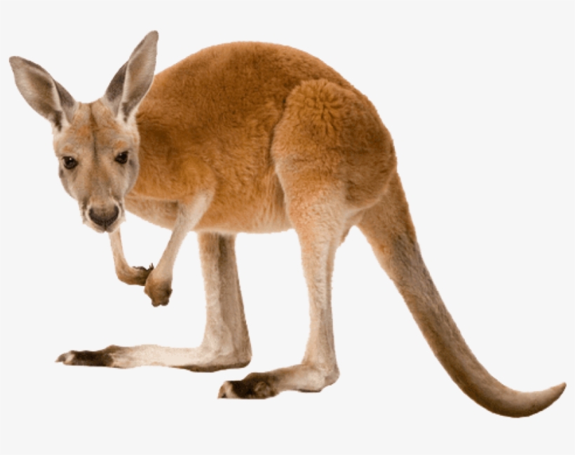 Https - //raw - Githubusercontent - - Png - Kangaroo Transparent, transparent png