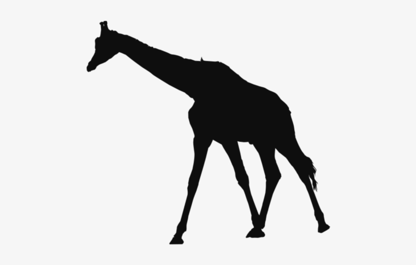 Fondo Jirafa Animales Clipart - Animal, transparent png