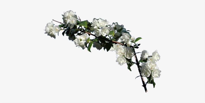 Twitter - Jaśmin Png, transparent png