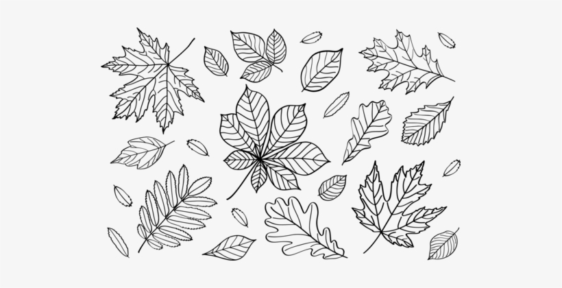 Rose Leaf Line Art Floral Design Plant Stem - Line Art, transparent png
