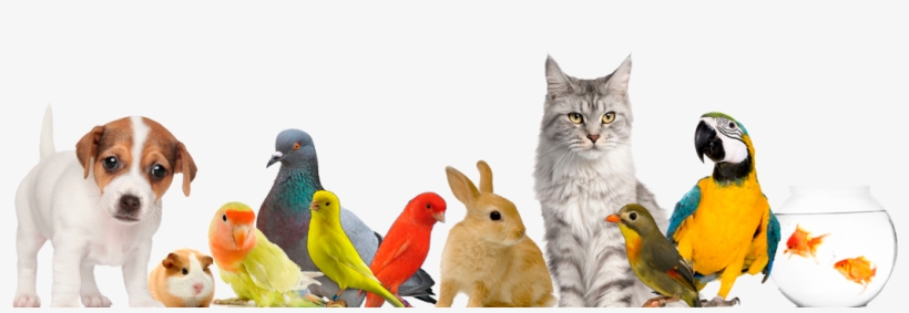 Animales Domesticos - Fondo Animales Domesticos Png, transparent png