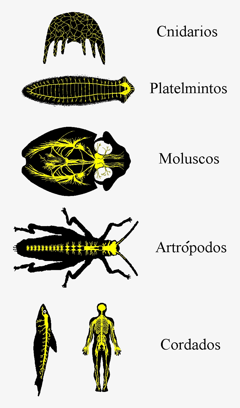Png - Sistema Nervoso Dos Invertebrados, transparent png