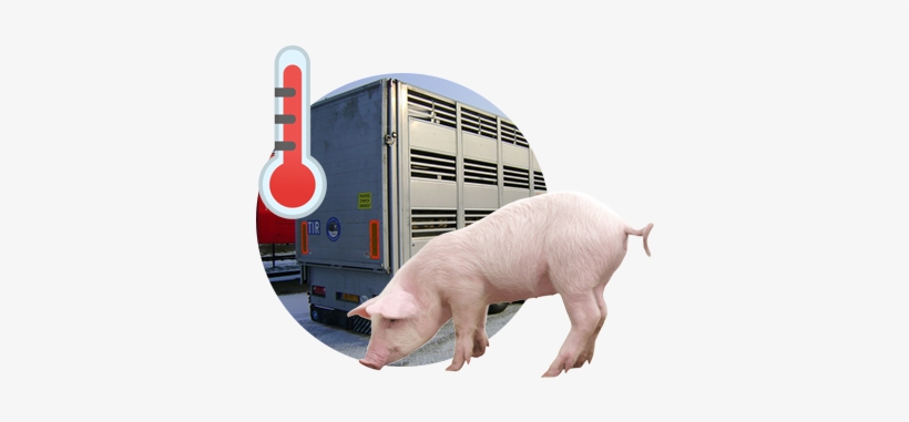 Domestic Pig, transparent png