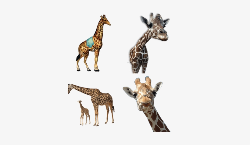 Jirafas - Natasha Wescoat - Circus 1 Canvas, transparent png