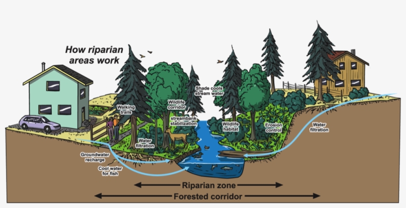 Auma Policy On Riparian Areas - Riparian Areas In Saskatchewan, transparent png