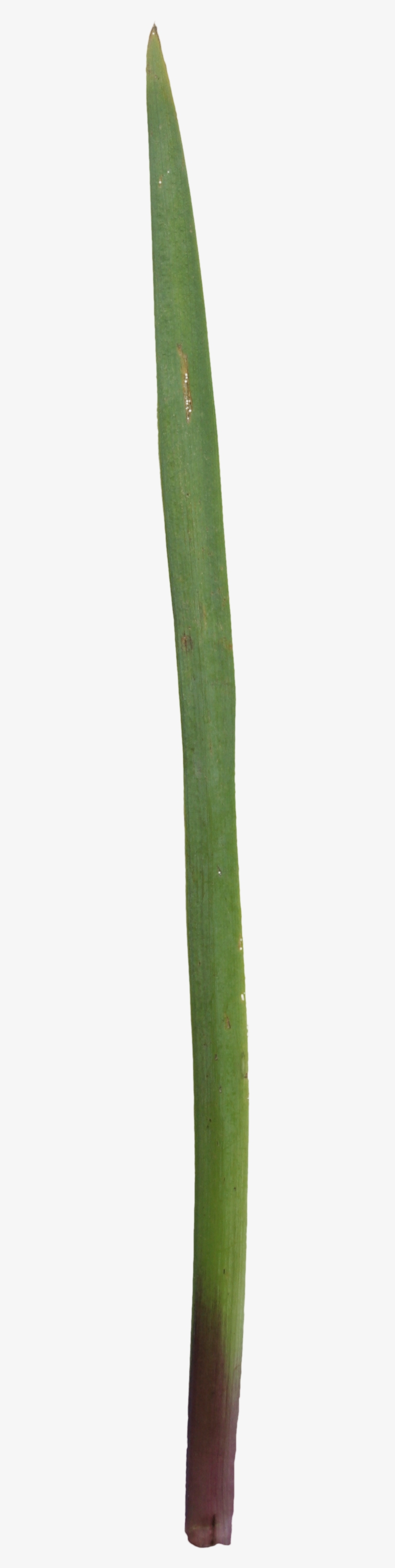 2d Leaves - Agave, transparent png