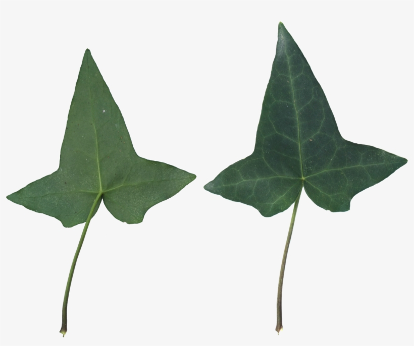 Leaf Texture - Leaf, transparent png