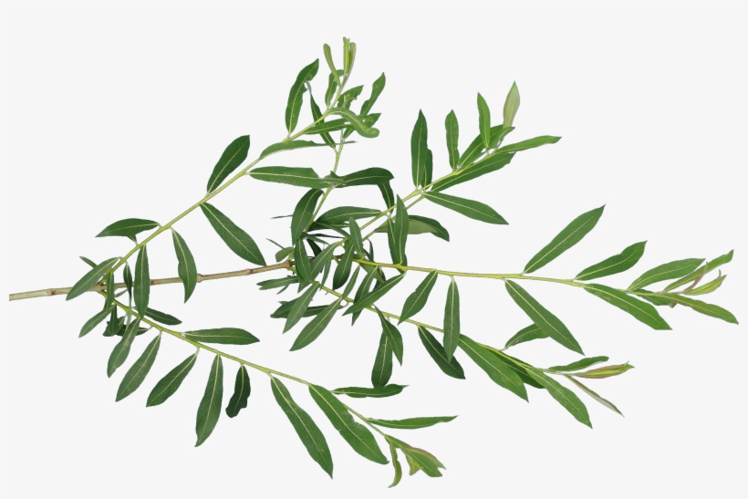 Index Of - Willow Leaf Texture Transparent, transparent png