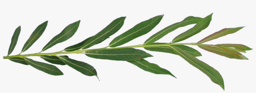 Tt Willow2 - Willow Leaf Png, transparent png