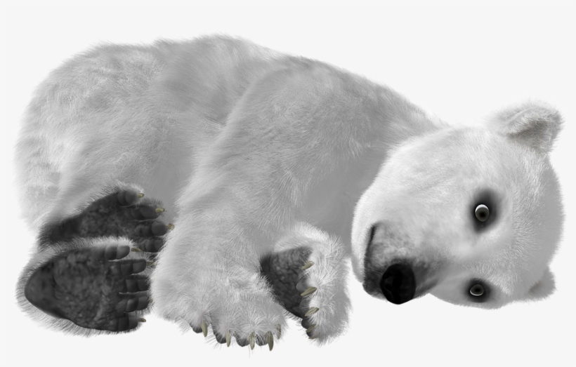 Download Polar Bear Png Transparent Images Transparent - Urso Polar Fundo Transparente, transparent png