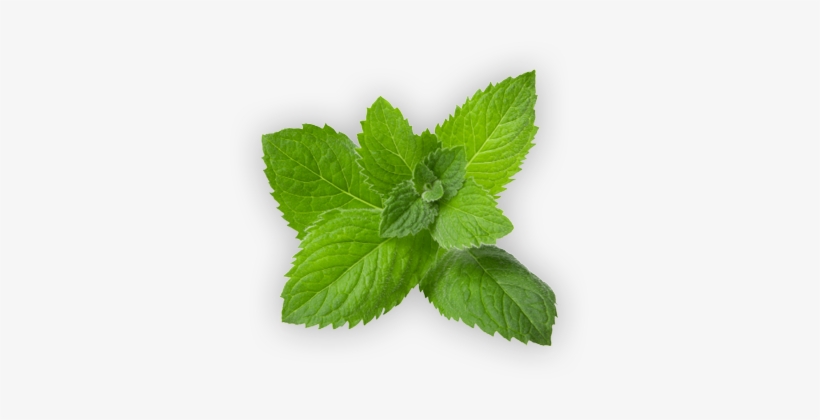 Holly Story Image Holly Leaf - Spearmint, transparent png