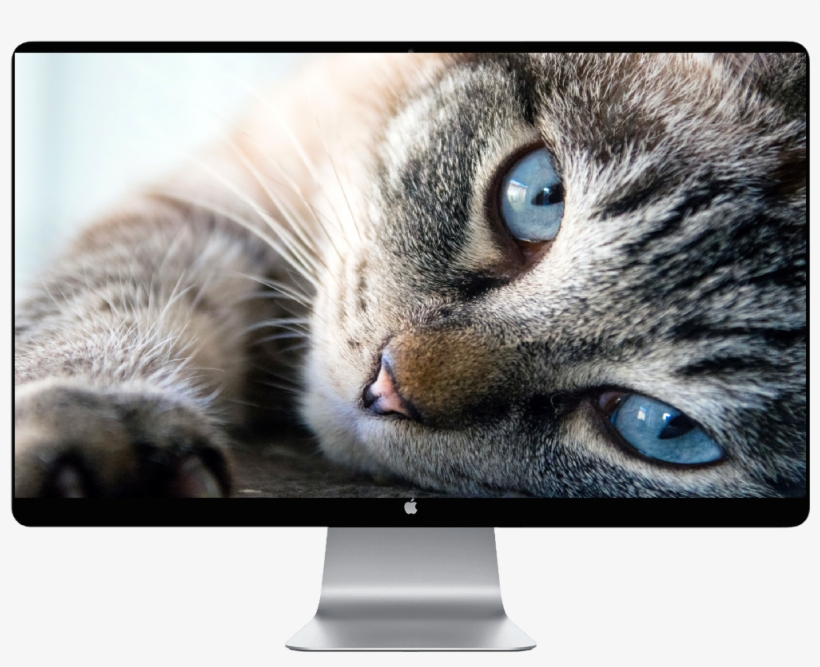 Score 50% - June Cat, transparent png
