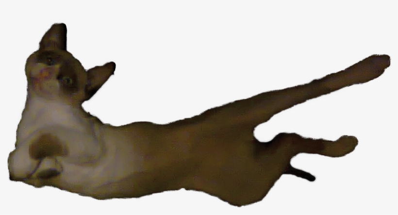 Dog Licks, transparent png