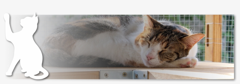 Materials You Use Are Lightweight And That Your Construction - Domestic Short-haired Cat, transparent png