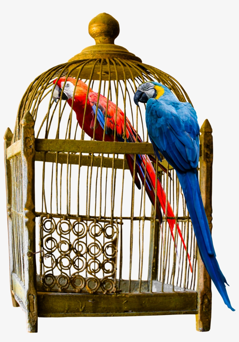 How To Choose Large Bird Cage For Your Friend - Vintage Cage Png, transparent png