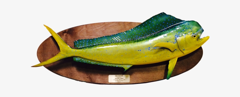For Information Or To Order, Simply Call 942-1417 Or - Wall Mounted Fish Plaque, transparent png