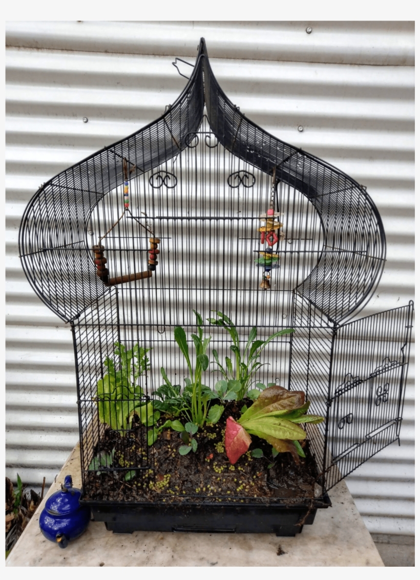 Birdcage Garden - Cage, transparent png