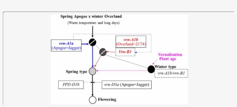 Thin Arrows Indicate Promotion - Diagram, transparent png