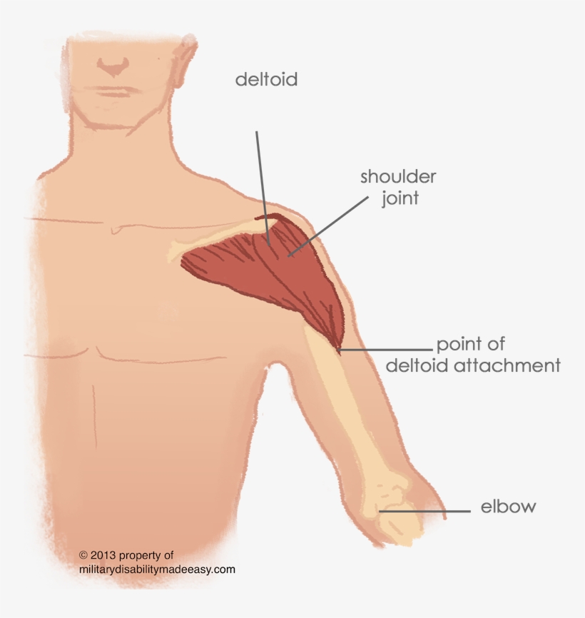 Shoulder Muscle 15 - Varicose Vein In Shoulder, transparent png