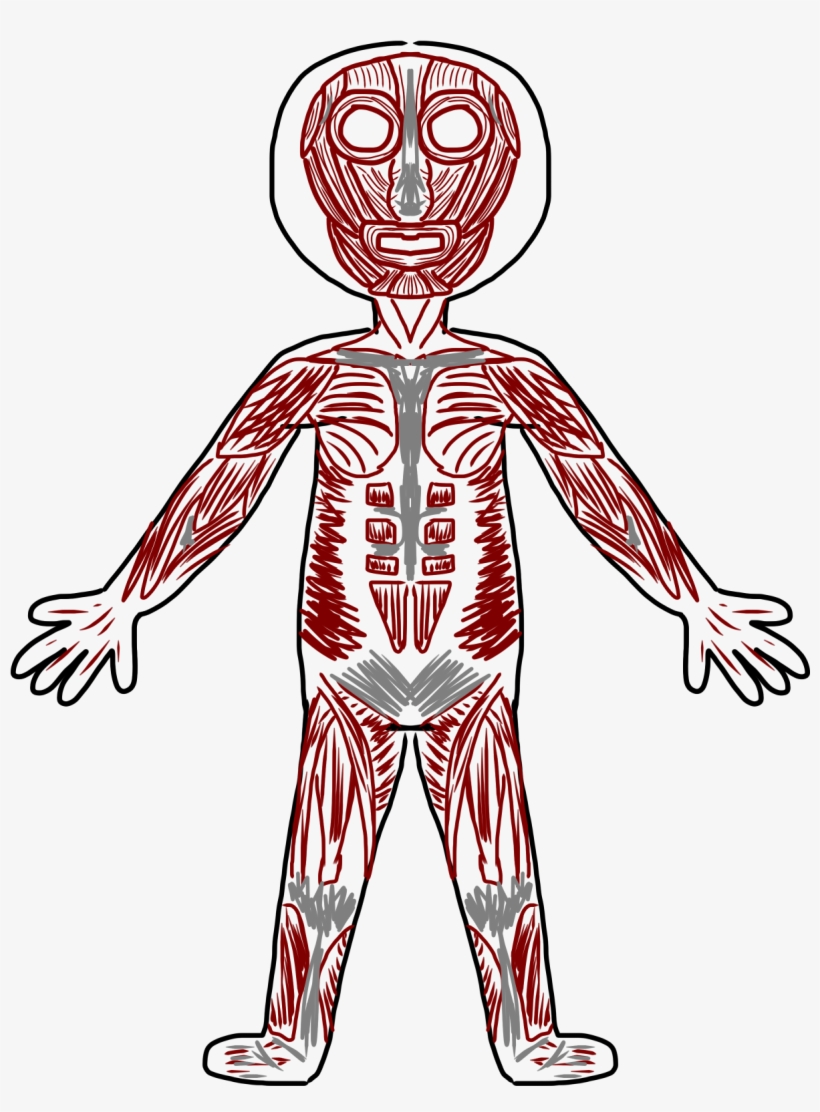 Skeletal Muscle Clip Art - Body Muscles Clipart, transparent png