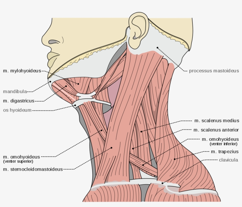 Scalene Muscles Scalene Muscles - M Digastricus Venter Posterior, transparent png